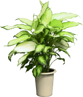 plant